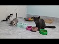 CLASSIC Dog and Cat Videos😻🐈1 HOURS of FUNNY Clips😺