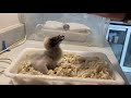 Meet the Bearded Vulture chicks that broke a worldwide record