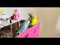 Beautiful world of happy budgies sounds, Birds for cats to watch, Cat TV #budgies #parakeet #parrot