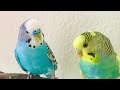 Cute pet budgies! Birds for cats to watch, Happy budgies clip compilation #budgies #parakeet #parrot