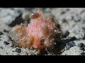 Transparent-Skinned Paratarsotomus Macropalpis Mites eating Cake