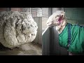 This Sheep Ran Away for 5 Years. Its Discovery Was a Real Surprise That Broke World Record!