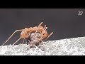 THE HUNGER OF ANT.