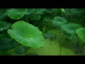 Rain Sounds for Sleeping 30 minutes | Lotus Leaves