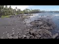 Turtles at Punalu'u Black Sand Beach