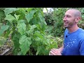 Big October Garden Harvest! Local Food at its Best! 🍅🌶️🥒