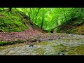 Beautiful relaxing sounds of a stream - stop overthinking, stress relief sounds, calming sounds.