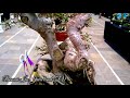 The Masterpiece Bonsai of Prof. Dr. Zudan Arif Fakrulloh, S.H., M.H.