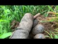 A Lot of LOOT! Gold & Silver, 4-Rings, Ruby Stone, Park Metal Detecting Colorado Springs