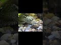 Fishy Walmart Vlog