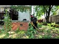 Mother Nature TOOK OVER This Backyard, LAWN TRANSFORMATION VIDEO