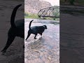 Brown's Bridge, Big Hole River, Montana 6-08-21 my dog Plato's first time to the big hole.