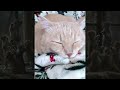 🐾 Funny Cat Videos 2024 🤣🐈 Part 24