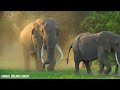 4K African Wildlife: Gombe Stream National Park, Tanzania - Real Sounds With Scenic Wildlife Film