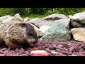 Groundhog eating a carrot