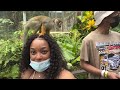 Vlog + Punta Cana Dominican Republic + Monkey land + Zipline
