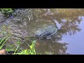 Beautiful Common Snapper spotted on park rounds.