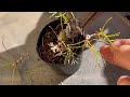 [Kuromatsu Bonsai] Cute mini black pine with wire for winter. 5cm bonsai.