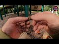 Park Metal Detecting - Invasion of the WORMS 🪱