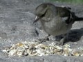 British Country Birds: A Visual Field Guide to Bird Watching