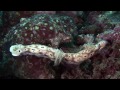 Mucky Secrets - Part 19 - Sea Slugs Feeding & Mating - Lembeh Strait