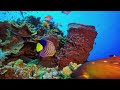 Ocean 4K Video Ultra HD - Admire the Stunning Undersea Landscape & Enjoy Peaceful Relaxing Music