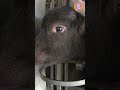 Buffalo calves in quarantine