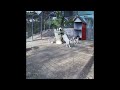 🤣😹 Funniest Cats and Dogs Videos 🤣😆 Best Funny Animal Videos #17