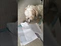 The dog ate my homework 😅