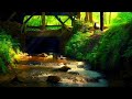 Relaxing Music with Water & Bird Sounds to Calm The Mind, Meditation🌿Music to Sleep, Soul & Body🧘‍♀️