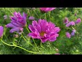 HOW TO Start Cosmos From Seed | PepperHarrow