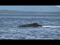 Juneau Alaska  Whale Watching   2024