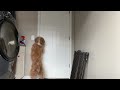 Dog Opens Door to Freedom