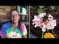 5 Tips to Grow AMAZING Zinnias || How To Grow Zinnias || Cut Flower Garden