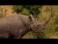 4K African Wildlife: What Happen Next in Nature | Wildlife Secrets - Relaxing Nature In 4K