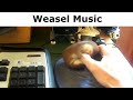 Weasel Music