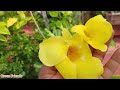 আমি পেরেছি আপনারাও পারবেন সেরা জবা তৈরি করতে/all hibiscus plant normal care/