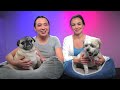 Who Has The BETTER Dog Challenge! - Merrell Twins