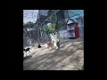 🤣😅 Funny Dog And Cat Videos ❤️🐶 Best Funny Animal Videos # 17