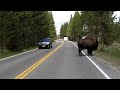 Bison walks right in front of our car