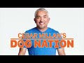 Fixing an Aggressive Dog | Dog Nation Episode 2 - Part 1