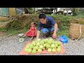 Harvesting melon pear goes to the market sell/Xuan Truong
