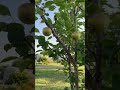 My pear tree.