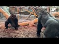 Silverback Gorilla Mbeli Introduced to his Female Troop - Cincinnati Zoo
