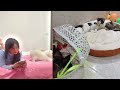 Funniest Animals 2024 🤣 - New Funniest Cats and Dogs 😹🐶