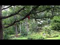 Hummingbird at the feeder