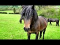 1 HOUR of AMAZING HORSES From Around the World - Best Relax Music, Meditation, Stress Relief, Calm