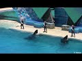 SeaWorld Trainers in the Water with Killer Whales!!!