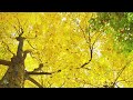 The best of relaxing classical music for studying and concentration | Mozart, Chopin, Vivaldi,... 🎶
