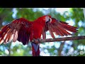 Ultimate Wild Animals and Birds Collection 8K ULTRA HD on Planet with Relaxation with Natural Sound
